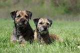 BORDER TERRIER 046